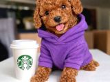Koyu Renklerde Toy Poodle Yavrular