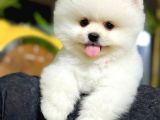 Pomeranian Boo Bebişler Aıyıcıklar