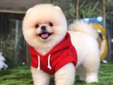 Pomeranian Boo Bebişler Aıyıcıklar