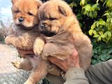 Chow Chow Mor Dilli  Yavrular