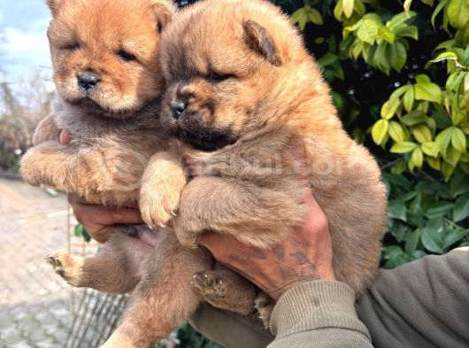 Chow Chow Mor Dilli  Yavrular görsel