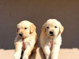 Kısa Burunlu Baby Face Golden Retriever