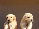 Kısa Burunlu Baby Face Golden Retriever