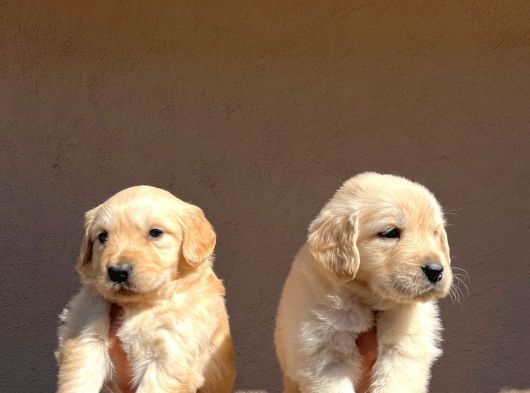 Kısa Burunlu Baby Face Golden Retriever görsel