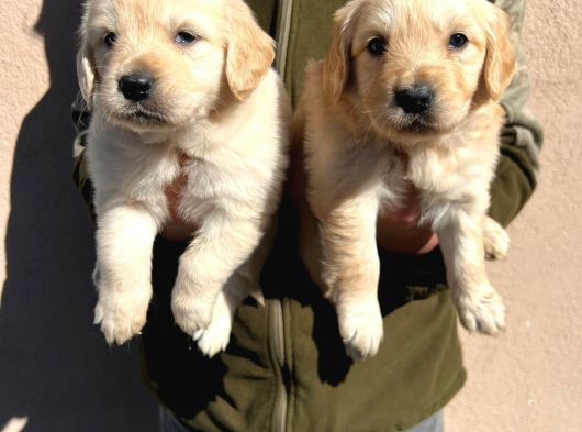 Kısa Burunlu Baby Face Golden Retriever görsel