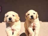 Kısa Burunlu Baby Face Golden Retriever