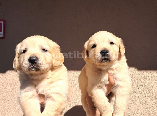 Kısa Burunlu Baby Face Golden Retriever görsel