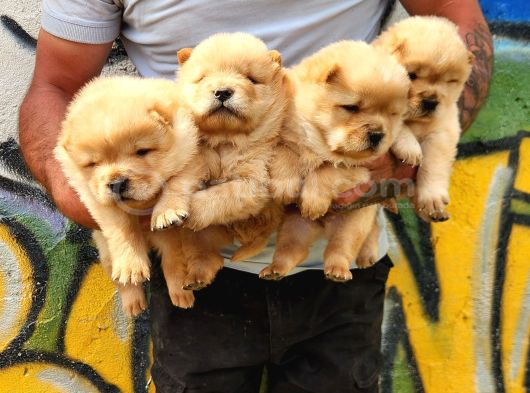 Chow Chow Mor Dilli  Yavrular görsel
