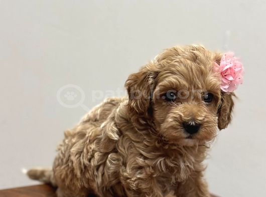 Teacup Maltipo Yavrular görsel