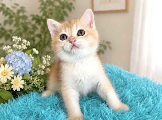 Portakal Renginde British Shorthair Golden Ny11 görsel