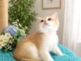 Portakal Renginde British Shorthair Golden Ny11