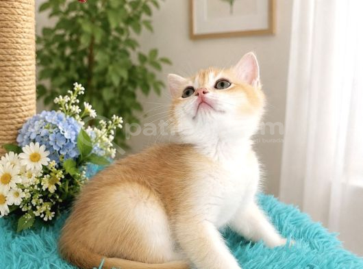 Portakal Renginde British Shorthair Golden Ny11 görsel