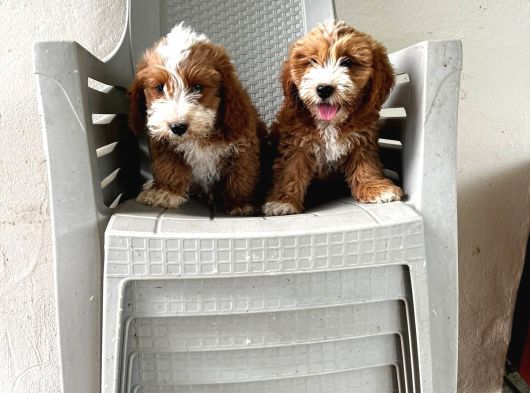 Malti̇poo Ci̇nsi̇ Yavrular Ev Üreti̇mi̇ görsel
