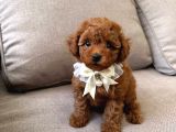 Toy Poodle Sevi̇mli̇ Yavrular Ev Üreti̇mi̇