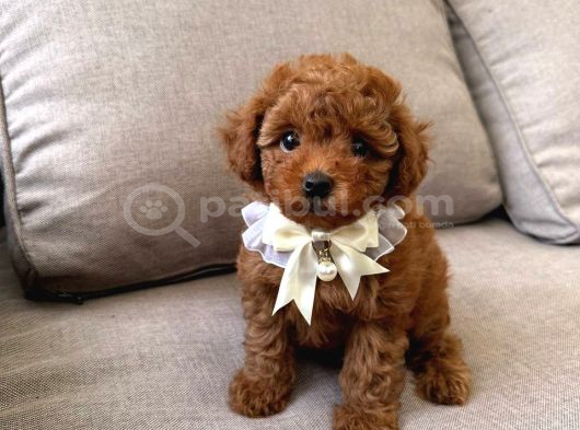 Toy Poodle Sevi̇mli̇ Yavrular Ev Üreti̇mi̇
