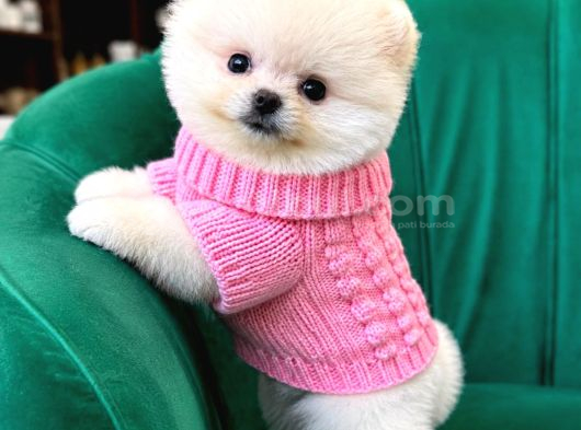 Pomerri̇an Boo Sevi̇mli̇ Yavrular