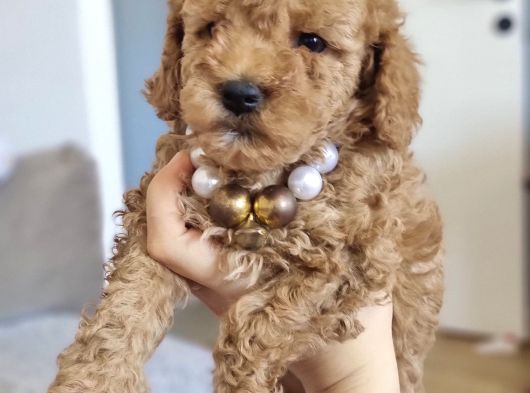 45 Günlük Safkan Toy Poodle görsel