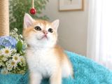 Portakal Renginde British Shorthair Golden Ny11