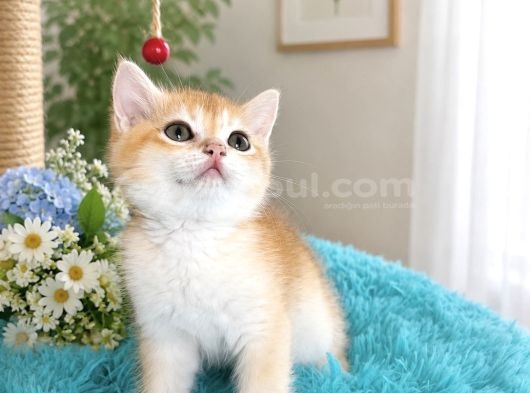 Portakal Renginde British Shorthair Golden Ny11