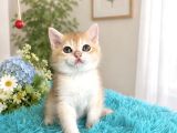 Portakal Renginde British Shorthair Golden Ny11