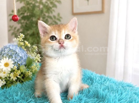 Portakal Renginde British Shorthair Golden Ny11 görsel