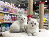 Vonalp Pet Garantisiyle  Bri̇ti̇sh Shorthai̇r Kardeşler