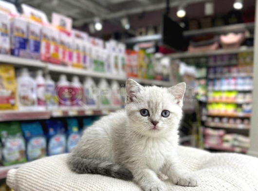 VONALP PET GARANTISIYLE  BRİTİSH SHORTHAİR KARDEŞLER