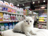 Vonalp Pet Garantisiyle  Bri̇ti̇sh Shorthai̇r Kardeşler