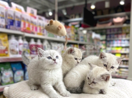 Vonalp Pet Garantisiyle  Bri̇ti̇sh Shorthai̇r Kardeşler görsel