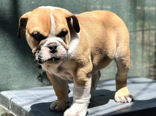 Safkan İngiliz Bulldog Yavrumuz görsel