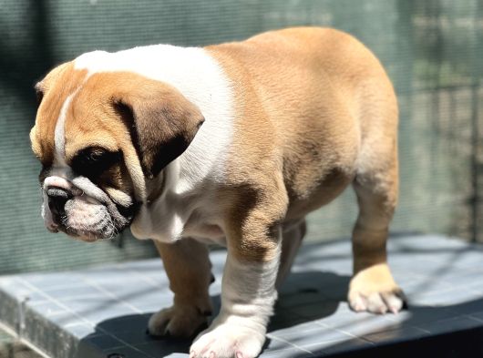 Safkan İngiliz Bulldog Yavrumuz görsel