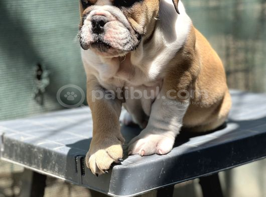 Safkan İngiliz Bulldog Yavrumuz görsel