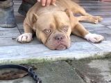 Yetişkin American Bully Pocket