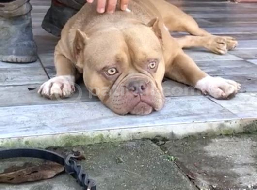 Yetişkin American Bully Pocket görsel