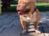 Yetişkin American Bully Pocket