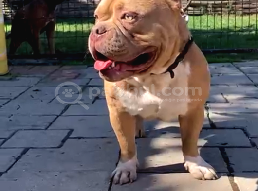 Yetişkin American Bully Pocket