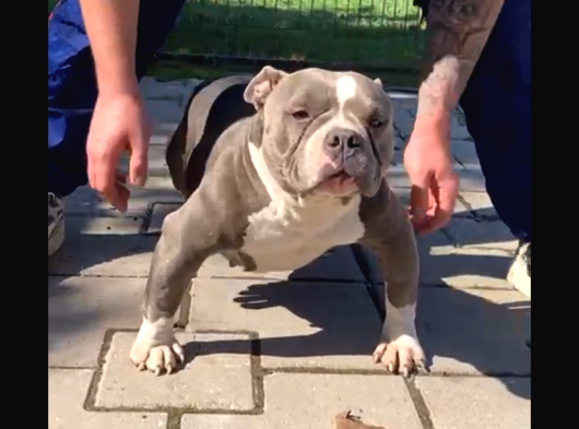 Yetişkin American Bully Pocket görsel