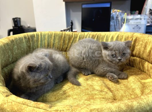 Mükemmel Güzellikte British Shorthair Yavrularımız görsel