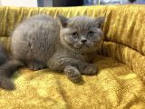 Mükemmel Güzellikte British Shorthair Yavrularımız