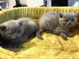 Mükemmel Güzellikte British Shorthair Yavrularımız