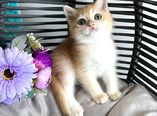 Portakal Renginde British Shorthair Golden Ny11 görsel