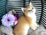 Portakal Renginde British Shorthair Golden Ny11