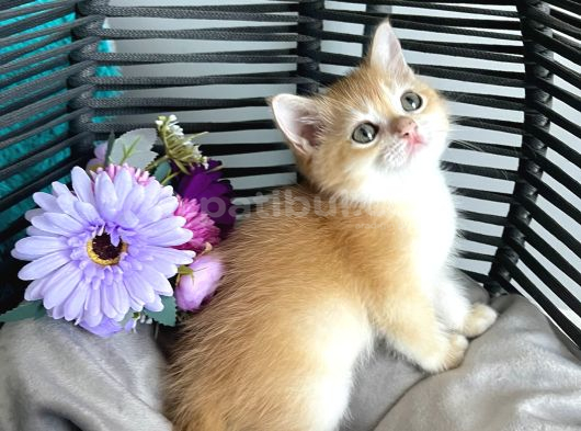 Portakal Renginde British Shorthair Golden Ny11 görsel