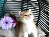 Portakal Renginde British Shorthair Golden Ny11