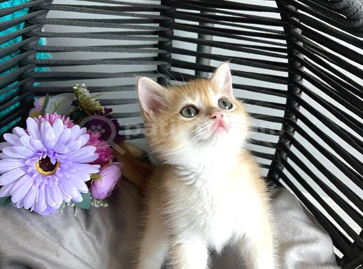 Portakal Renginde British Shorthair Golden Ny11 görsel