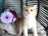 Portakal Renginde British Shorthair Golden Ny11