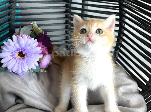 Portakal Renginde British Shorthair Golden Ny11 görsel