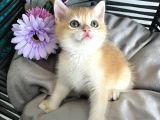 Portakal Renginde British Shorthair Golden Ny11