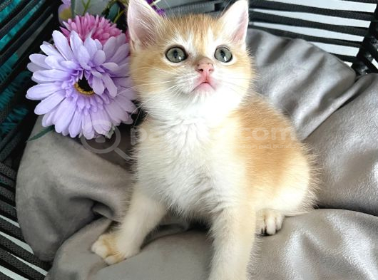 Portakal Renginde British Shorthair Golden Ny11 görsel