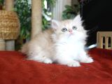 Munchkin Longhair Cüce Kedi